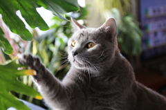 観葉植物と猫