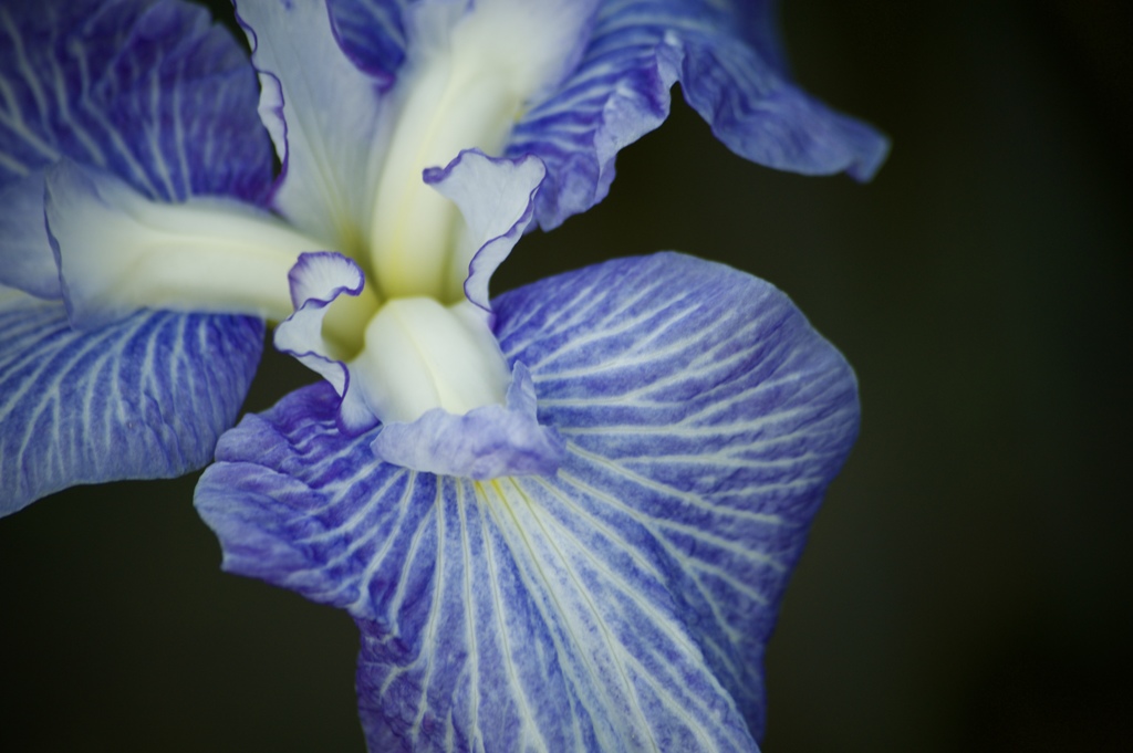 碧い華