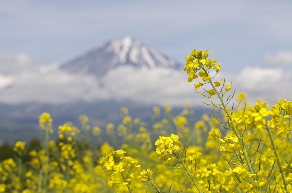 Yellow Spring