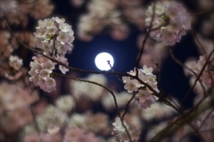 Moon In Cherry Blossom