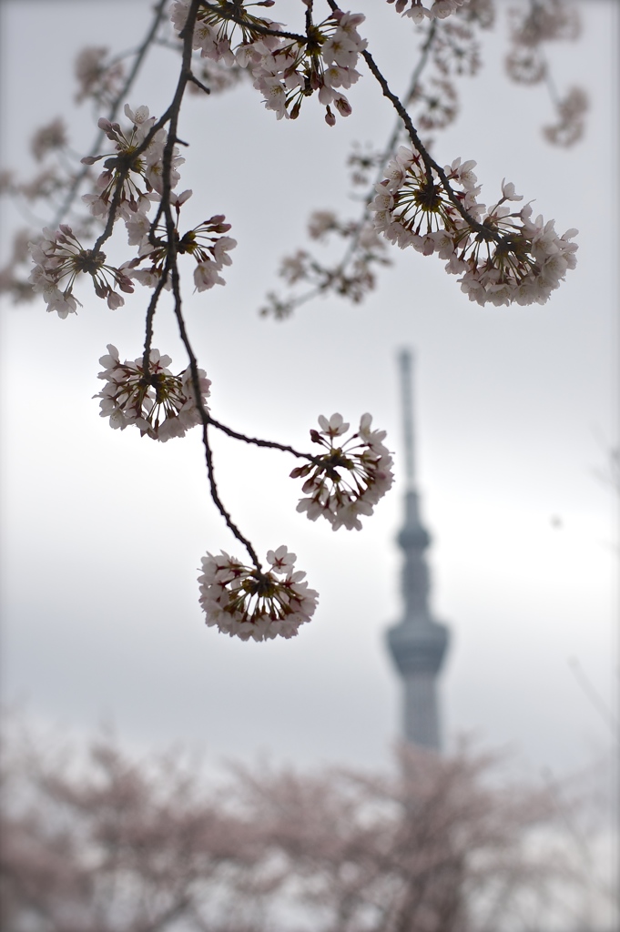 桜花火