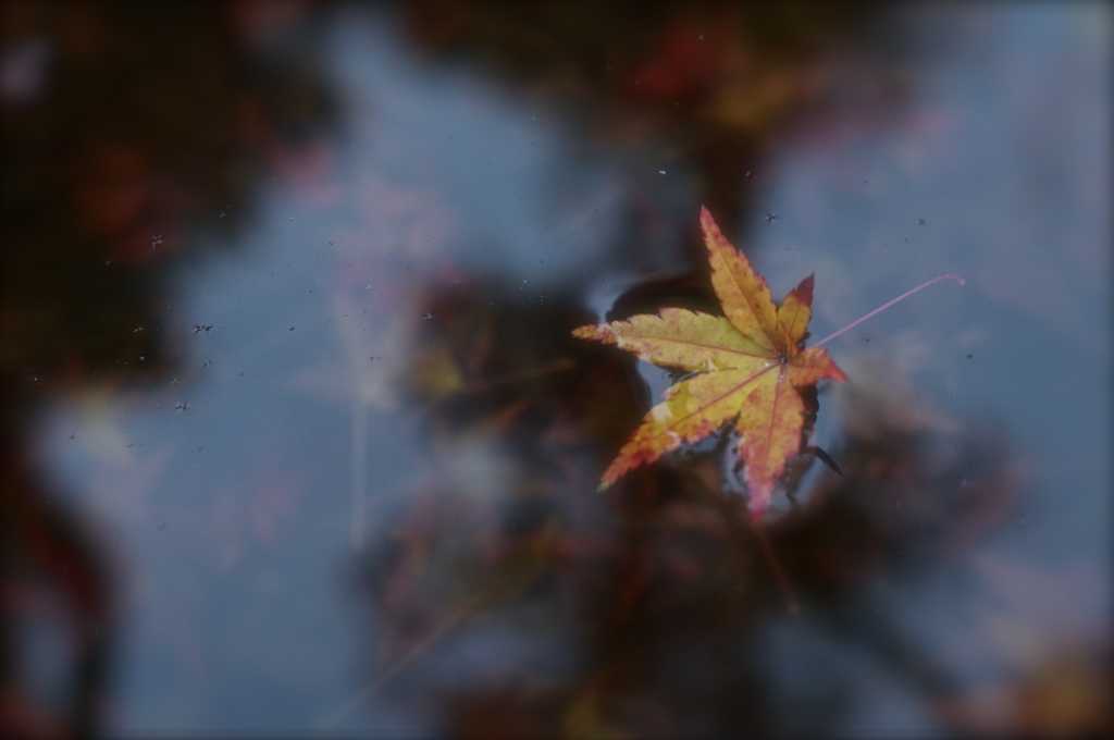 autumn leaf which floats in the water