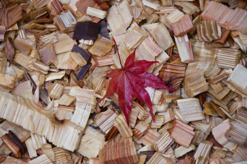 Autumn leave on the wood chips