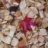 Autumn leave on the wood chips