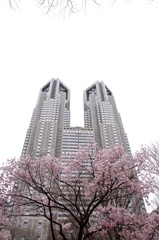 都庁と桜