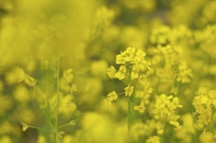 Yellow Flower