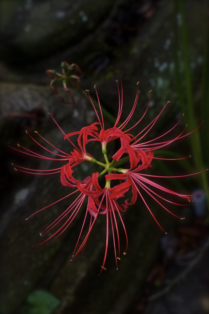 紅