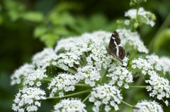 White Carpet