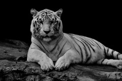White Tiger