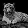 White Tiger