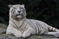 White Tiger 2