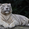 White Tiger 2