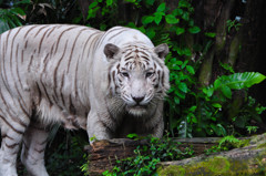White Tiger 3
