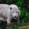White Tiger 3