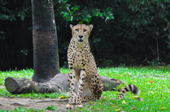 Cheetah