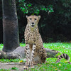 Cheetah