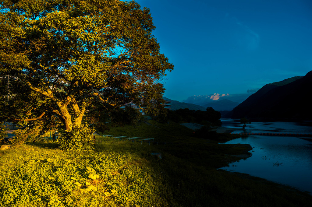 夕陽を浴びる樹