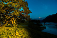 夕陽を浴びる樹