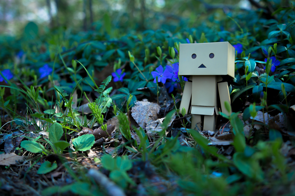 DANBOARD