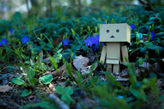 DANBOARD
