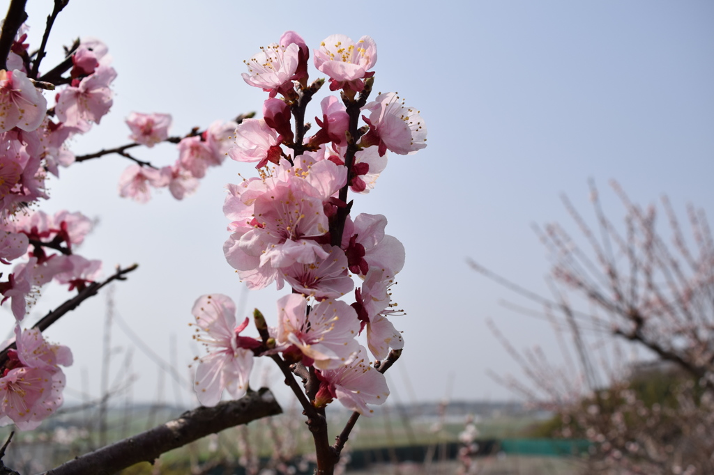 あんずの花1