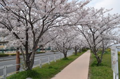 桜トンネル