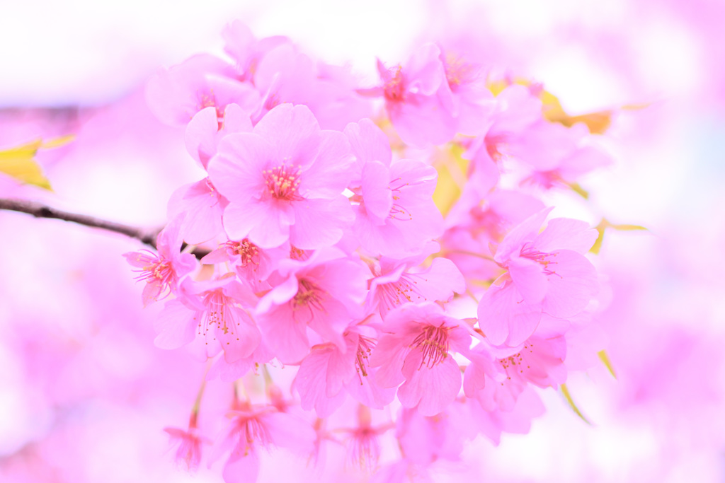 河津桜