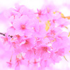 河津桜