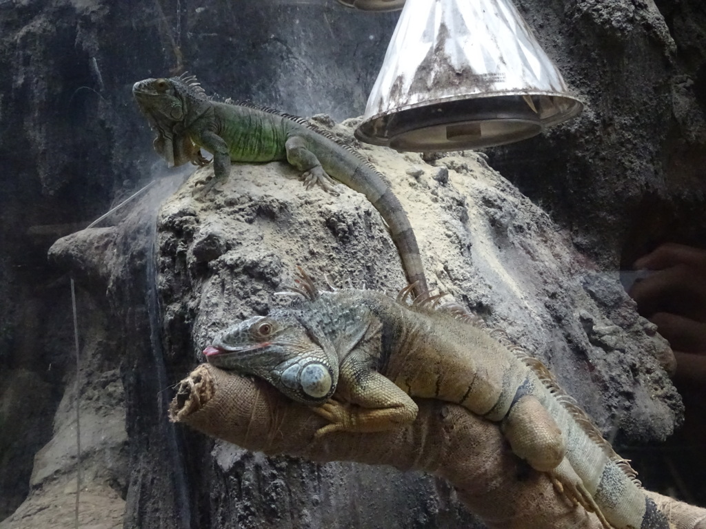 上野動物園