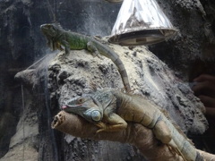 上野動物園