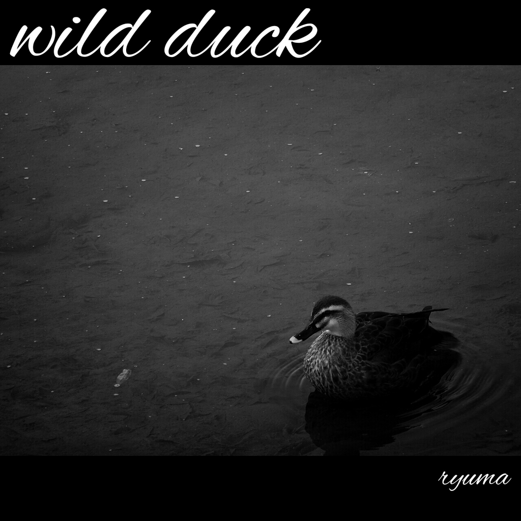 wild duck