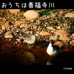 おうちは善福寺川