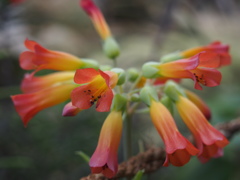 異国の花