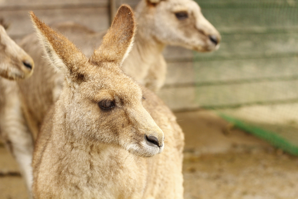 さすらいのカンガルー