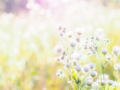 夏の日差し