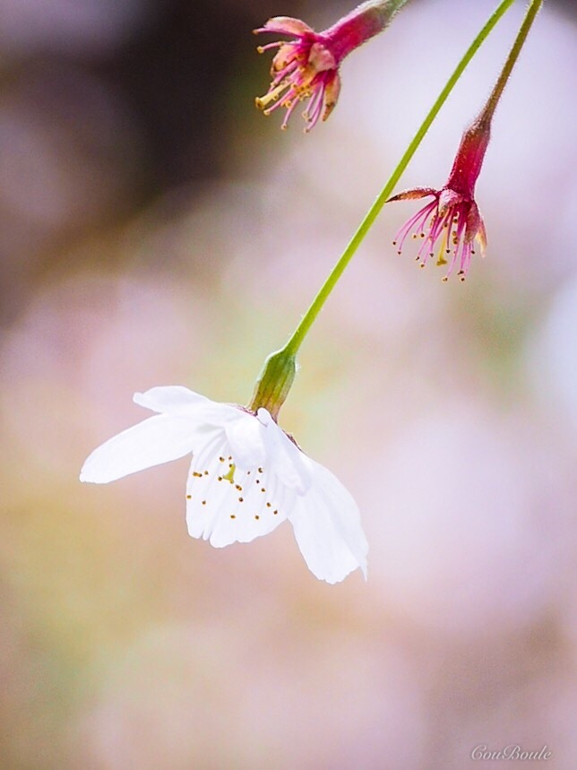 残りの桜