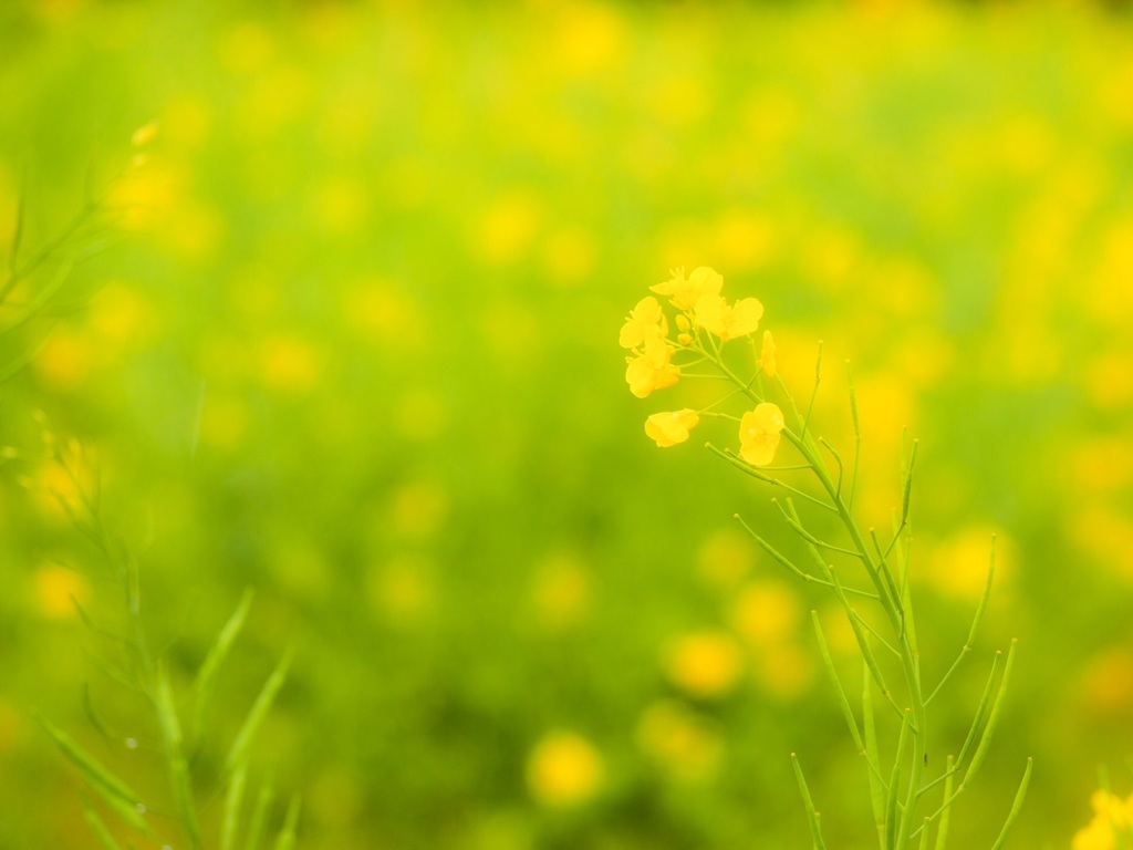 雨降り菜の花