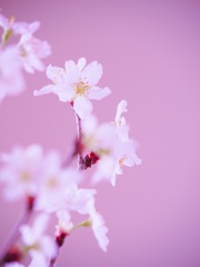 啓翁桜