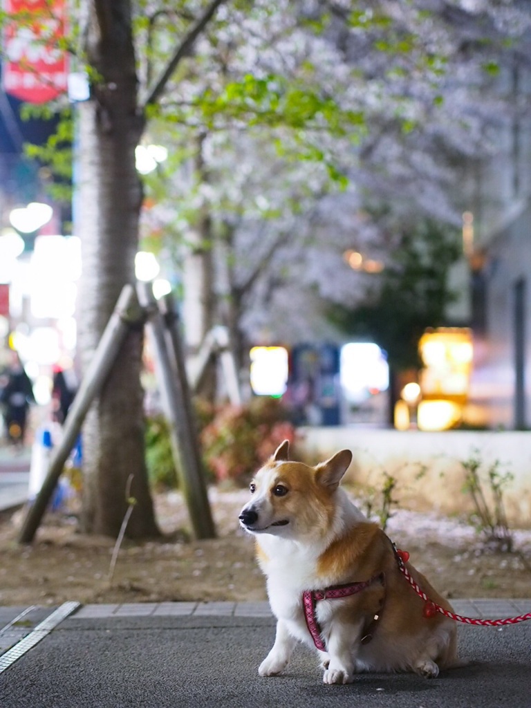 夜桜コギ