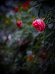 secret rose