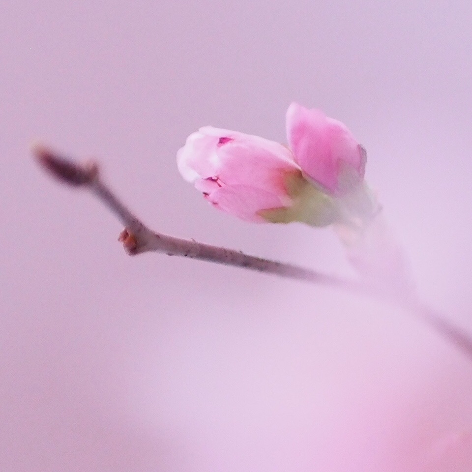 春待ち