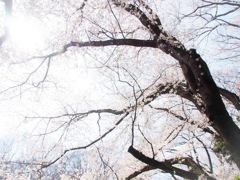 ひかりを受けて