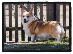 Corgi