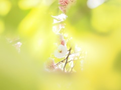 若葉と桜