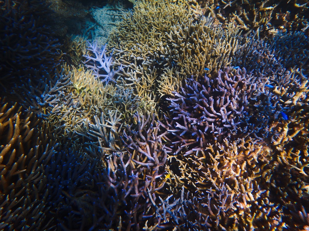 初海中散歩