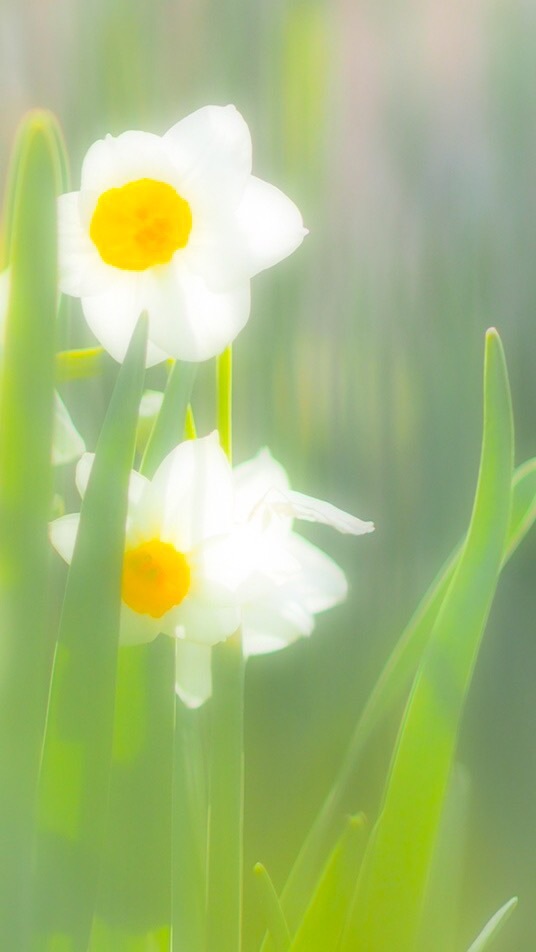 Narcissus
