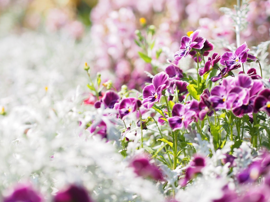 purple