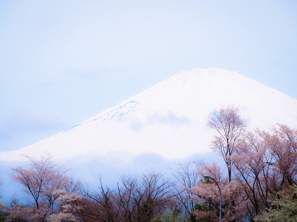 さくら富士