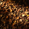 落葉～秋の終わり