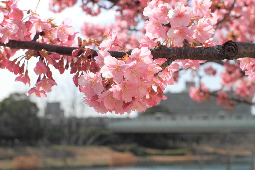 河津桜～その４